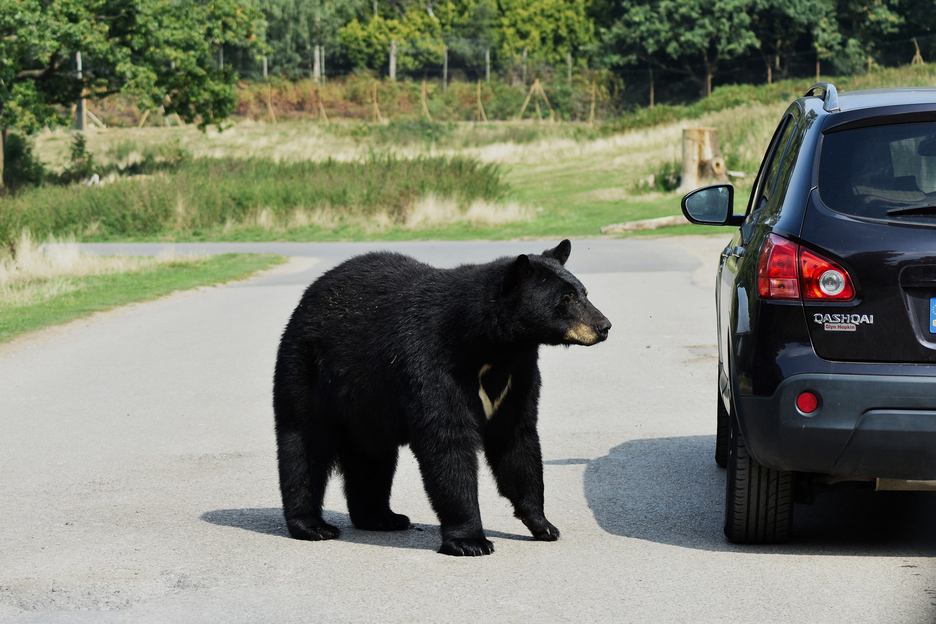 Wildlife On Roads